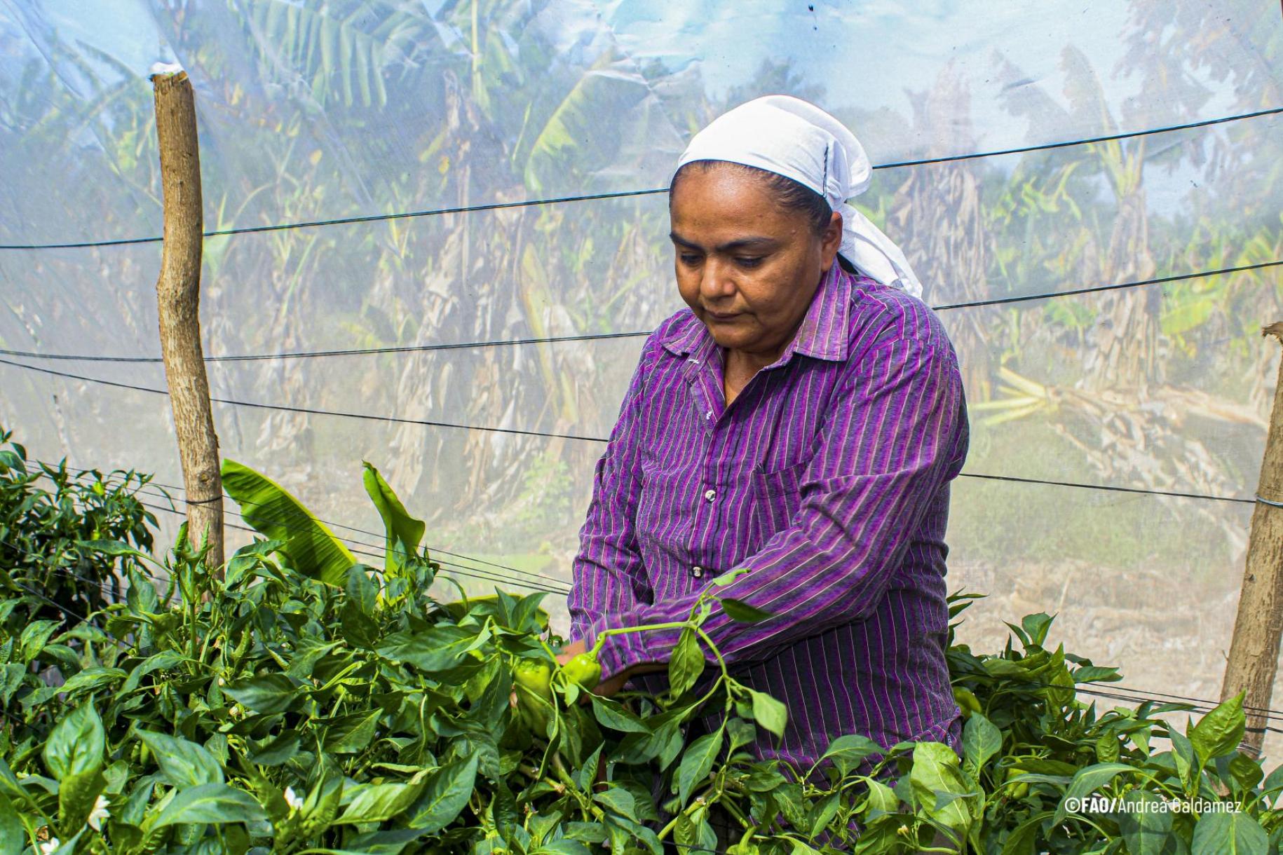 woman in purple top tends to vegetables in poly tunnel