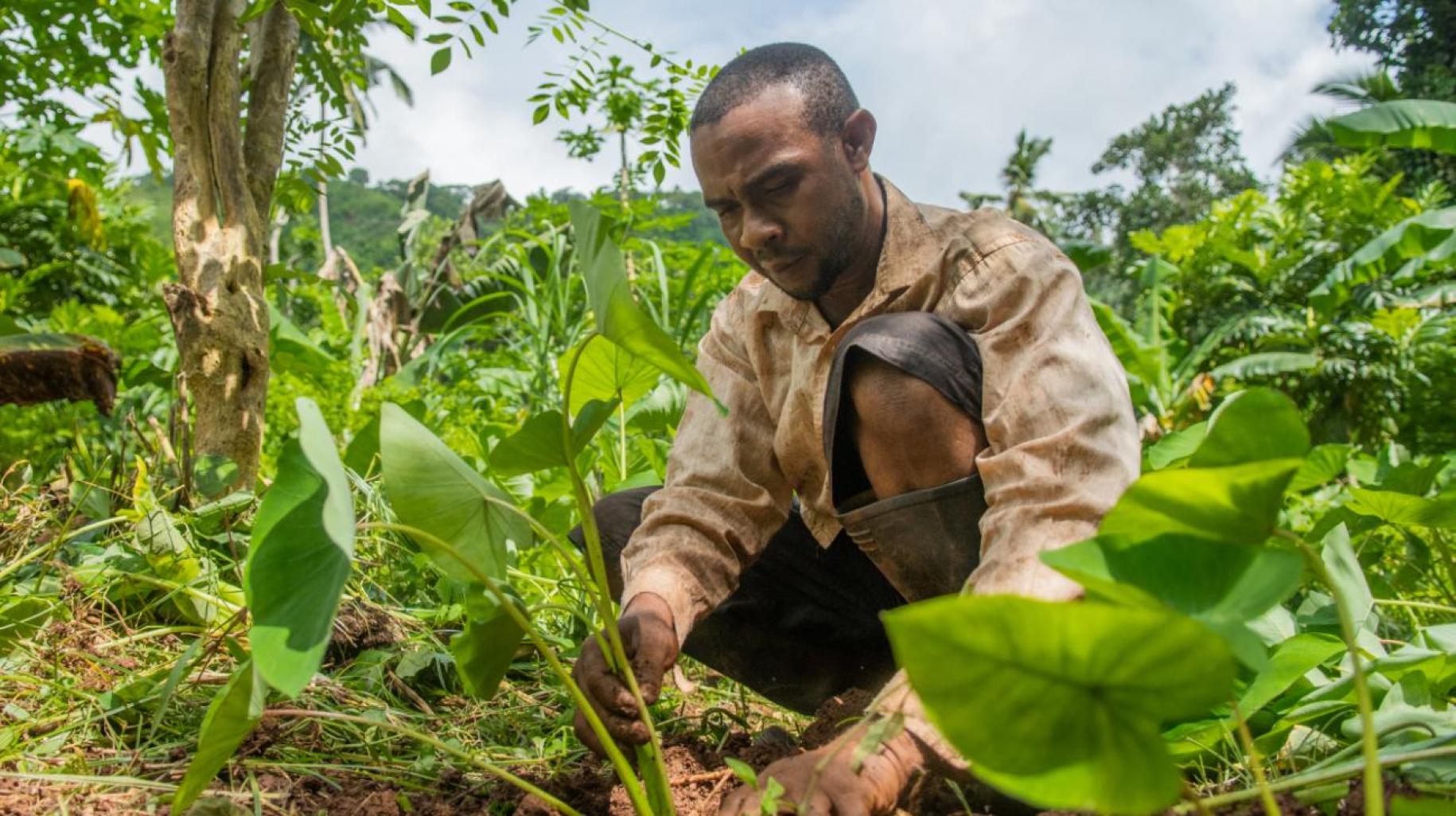 man kneels down in green field to attend to crops 