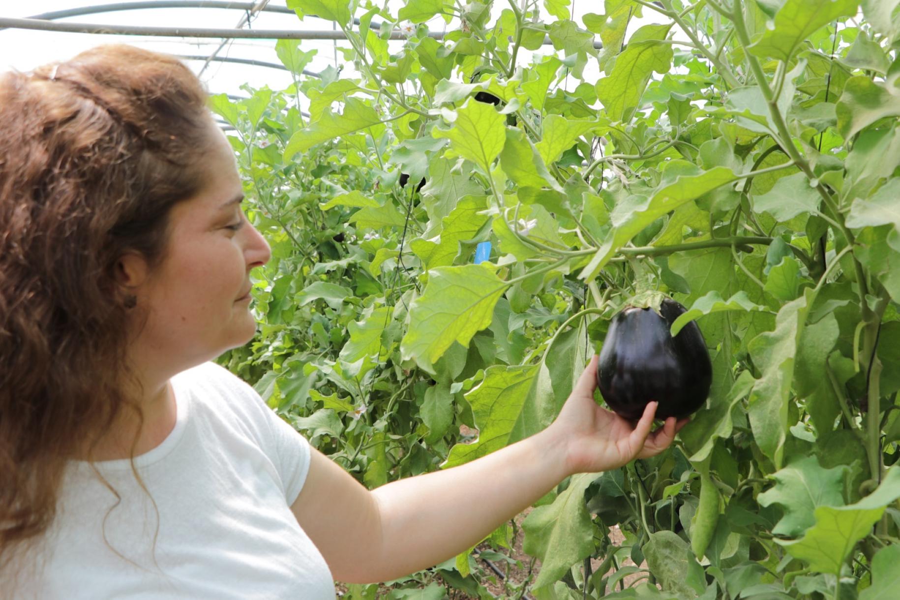 woman reaches out to touch egg plant growing on a green plant. 