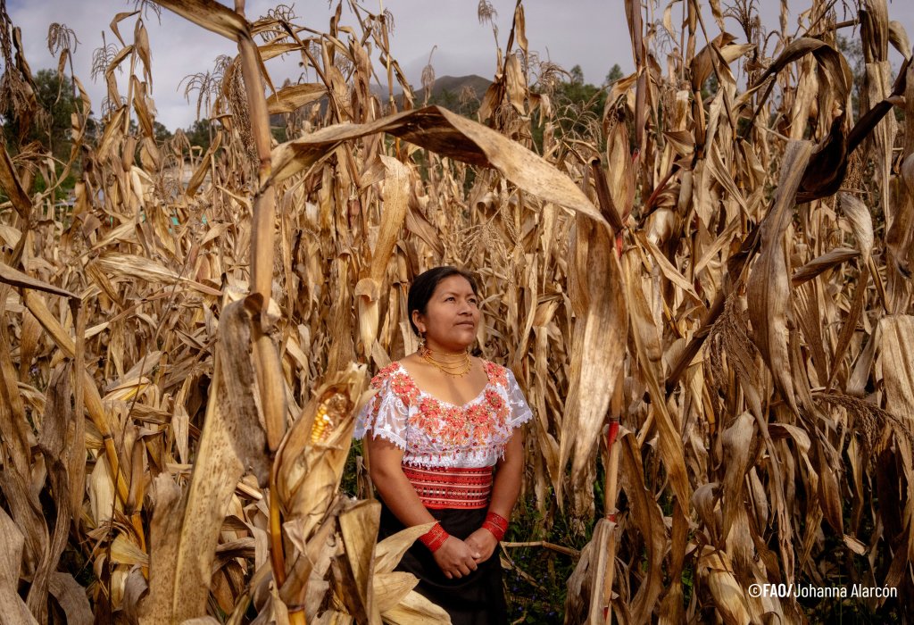 A person stands among tall, dry corn stalks in a field, wearing a patterned top and traditional jewelry. The surrounding plants appear withered and brown, with dried leaves and ears of corn visible, and low hills can be seen faintly in the background beneath a cloudy sky.